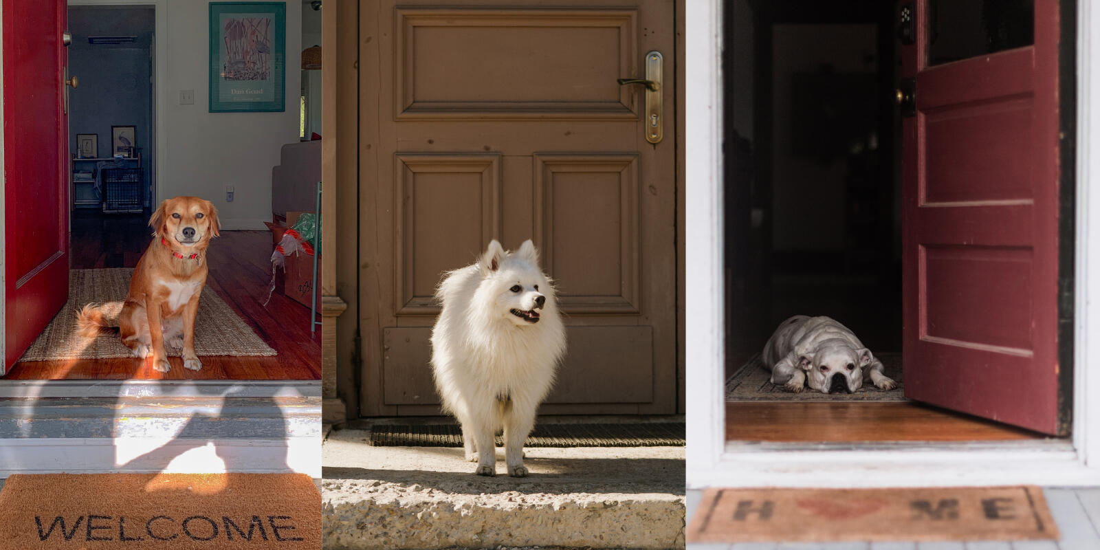 The Canine Crusade of America