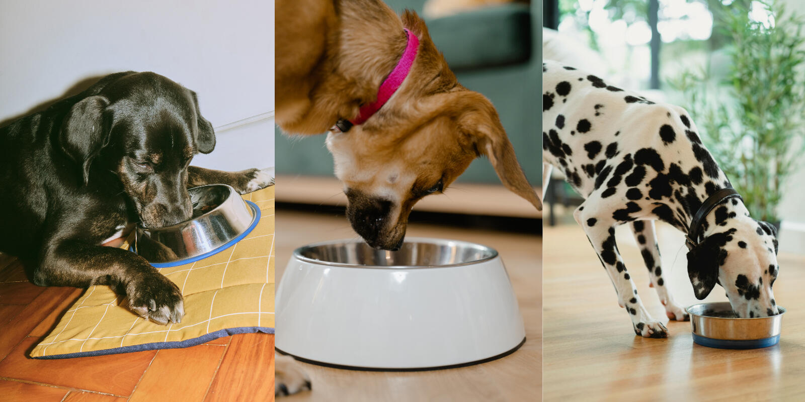 The Canine Crusade of America