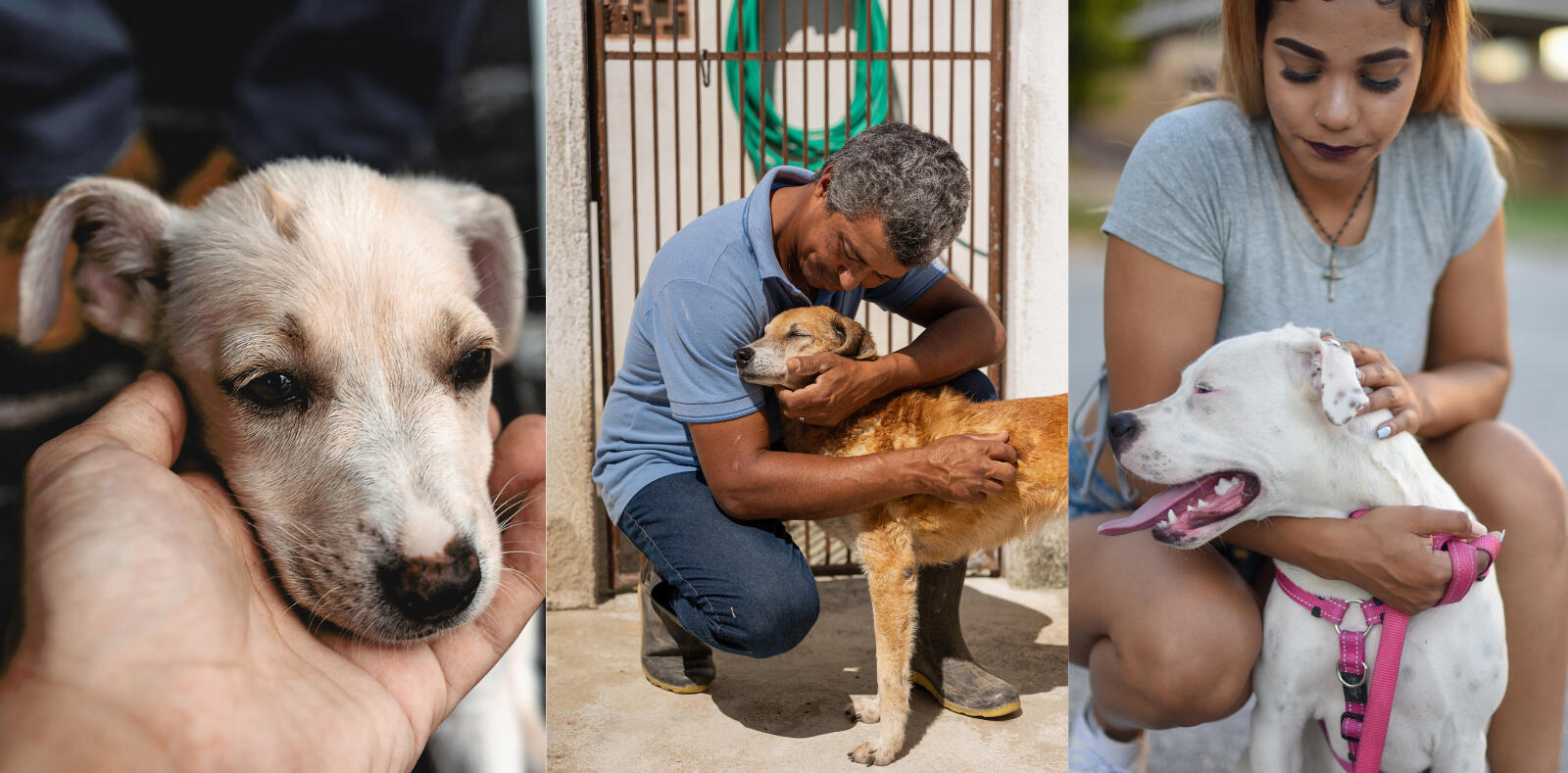 The Canine Crusade of America