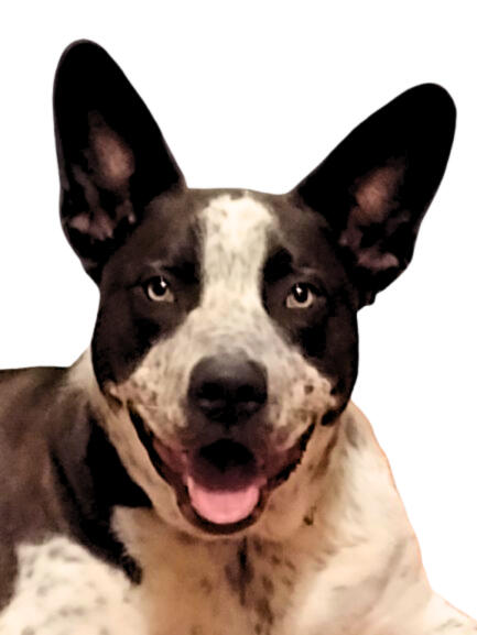 The Canine Crusade of America